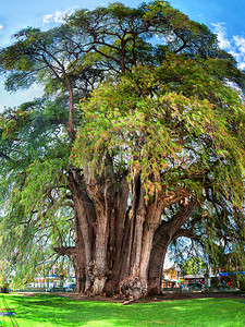 著名的2000年历史的蒙特祖玛柏树图片