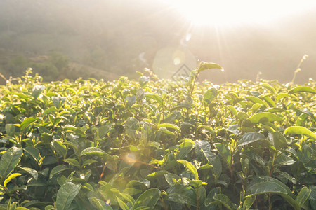 泰国清迈DoiAngKhang山中的茶园图片