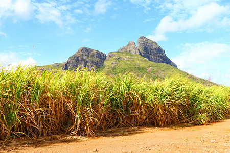 毛里求斯岛上的甘蔗田热带图片