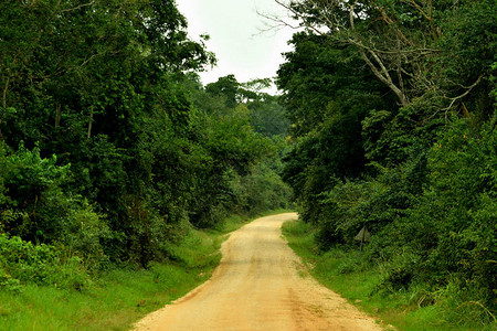 乌干达Budongo森林和主图片