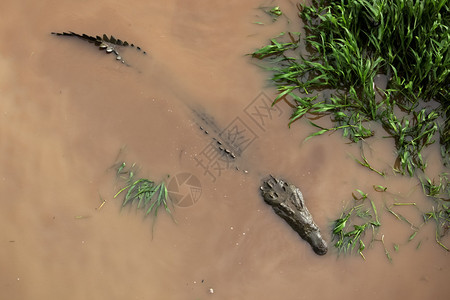 一条大型鳄鱼游泳几乎完全淹没在泥巴水下头部和尾图片