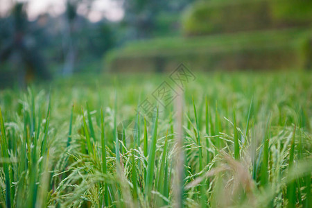 乌布的水稻梯田图片