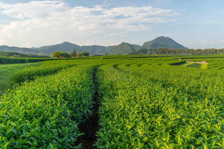 具有山区背景的绿色茶叶曲线泰国清图片