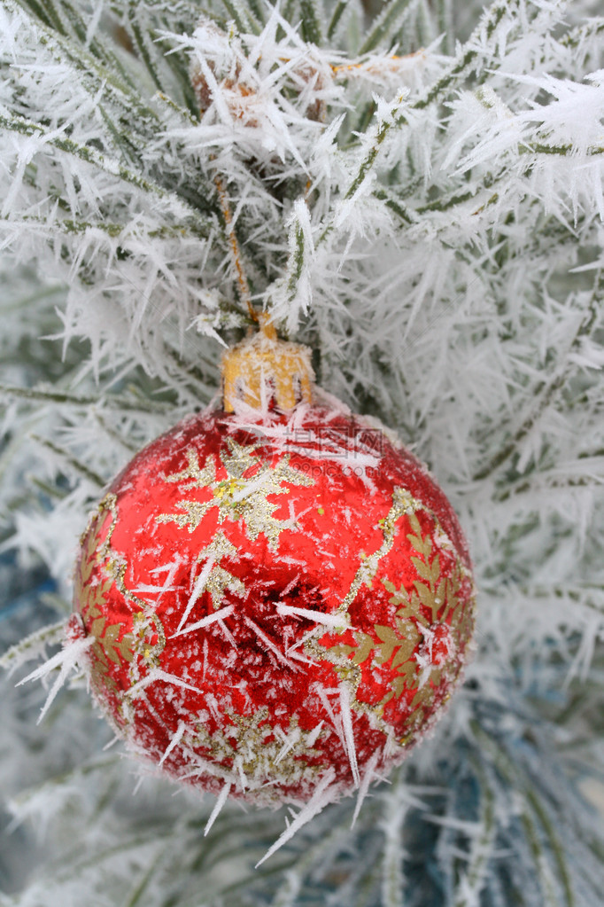 在被霜覆盖的圣诞树上的圣诞装饰图片