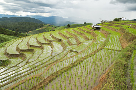 清迈稻田景观泰国背景图片