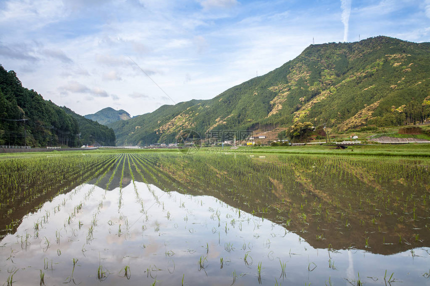 日本三重县熊野市丸山千舞田梯图片