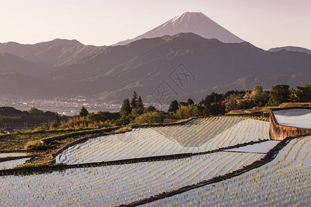 日本水稻梯田和藤山图片