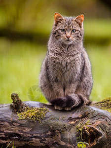 可爱的欧洲野猫Felis图片