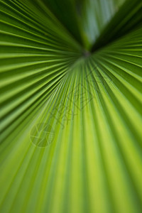 绿色棕榈叶纹理背景图片