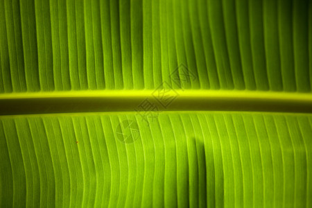 香蕉棕榈叶细节图片