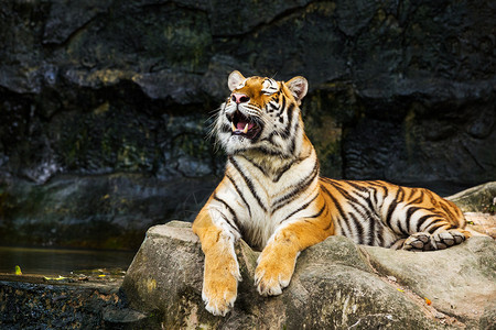 动物园里的孟加拉虎背景图片