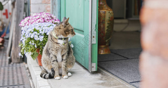 坐在门口的街头猫图片