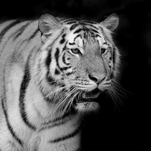 老虎的肖像背景图片