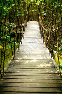 泰国红树林中的木栈道图片