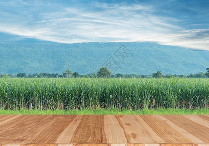 木材桌顶蓝天空甘蔗田夏季概念可用于显示或调制产品单图片