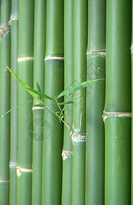 鲜竹背景图片