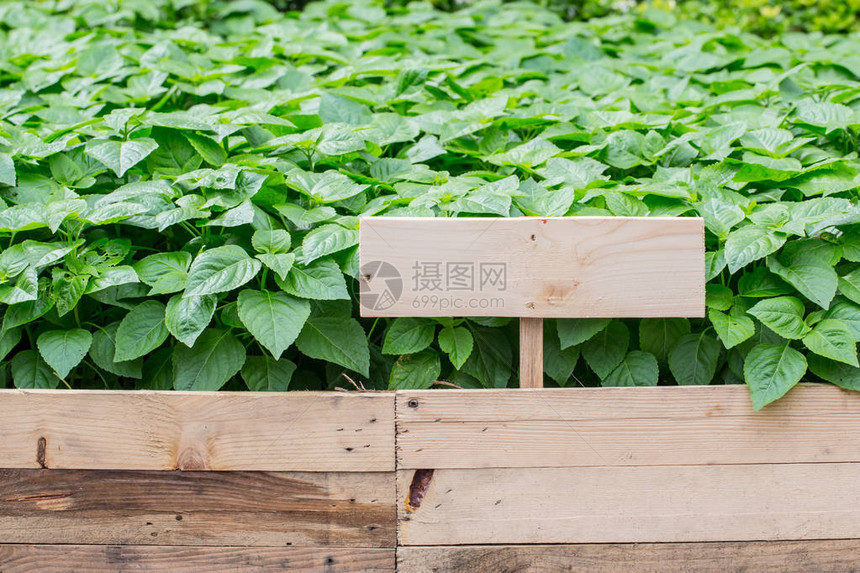 带标签的家庭草药园无毒清洁植物图片