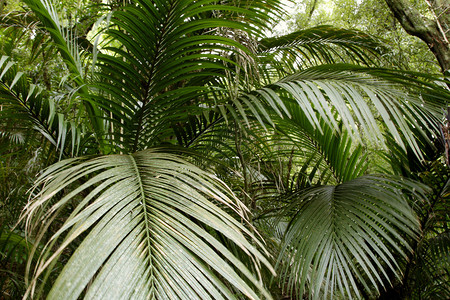 蕨类植物特写图片