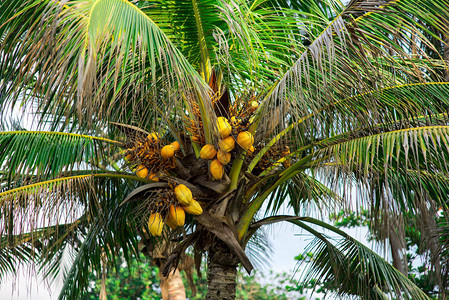 美丽棕榈树上的新鲜椰子图片