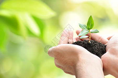 汉皮尼翁手握绿树苗边框设计带有添设计图片