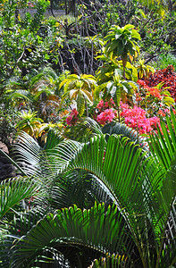 包括棕榈和Hibiscus花卉在内的热带花园乐图片