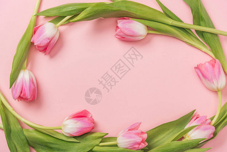 粉红色郁金香在奥华安排以粉红背景和复背景图片