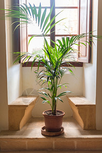 棕榈树矗立在窗前图片