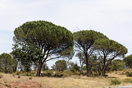 松林Pinus图片
