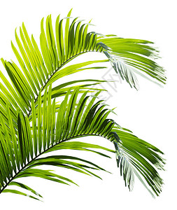 孤立在白色背景上的绿色棕榈叶背景图片