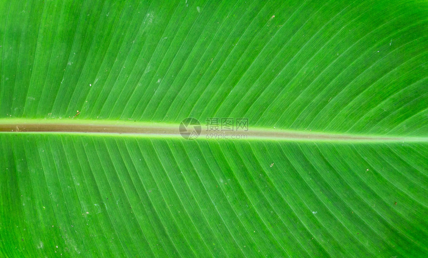 危地马拉雨林香蕉棕榈叶的详情校图片