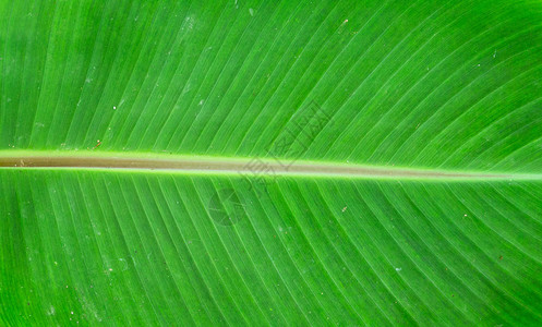 危地马拉雨林香蕉棕榈叶的详情校图片