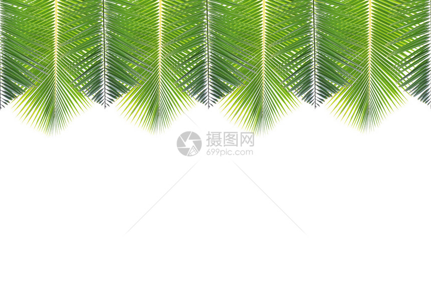 椰子叶孤立的白色背景图片