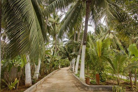在阿曼萨拉莱Salalah的椰子棕榈树和图片