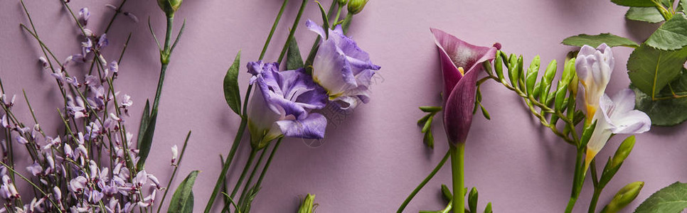 紫色背景上美丽花朵的顶视图全景拍摄图片