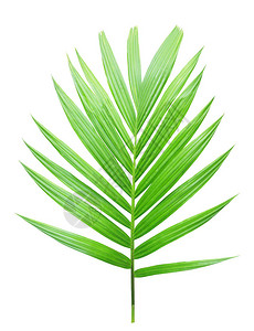 孤立在白色背景上的绿色棕榈叶背景图片