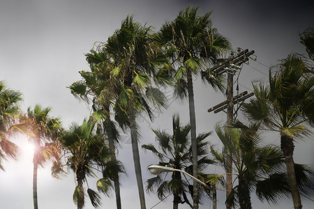 暴风雨中的棕榈树背景中有云图片
