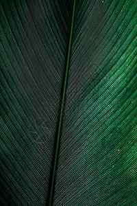 深绿色热带叶子的质地背景图片
