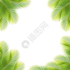 椰子叶孤立的白色背景背景图片