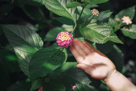 孩子的手抚摸着绿叶马缨丹卡马拉植物的粉红色花朵图片