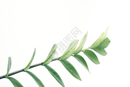 绿色植物的特写白色与复制空间隔图片