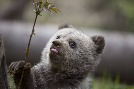 小熊伸出舌头和肮脏的爪子仰望树枝图片