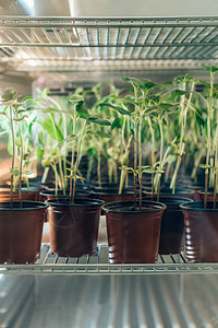 近现代生物技术实验室中盆栽芽图片