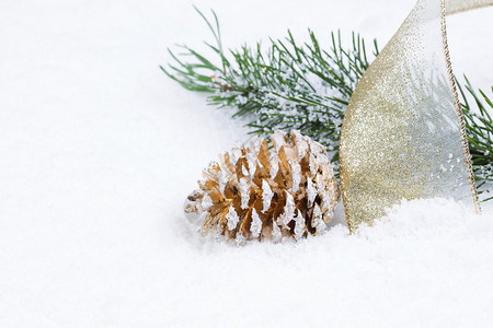 近视金松锥的前角有金丝带和雪中覆图片