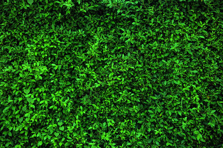 绿叶盒树篱背景图片