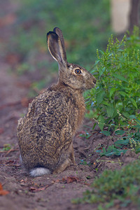 棕色野兔LepusEuropae图片