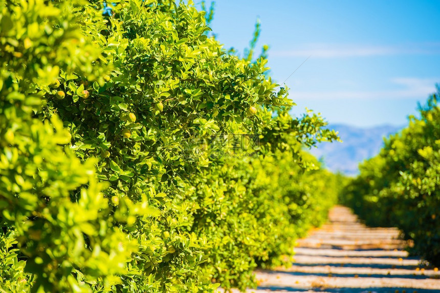 柠檬树种植园美国加利福尼亚的柠图片