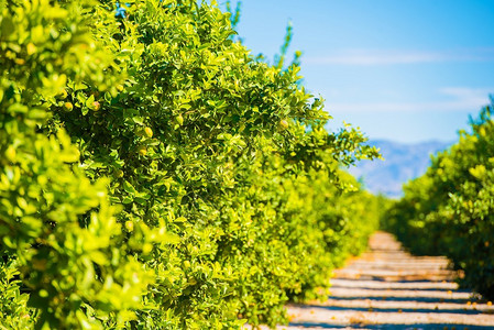 柠檬树种植园美国加利福尼亚的柠背景图片
