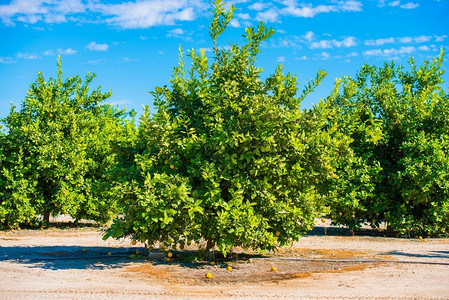 柠檬树田美国加利福尼亚背景图片