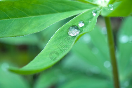 绿叶上的雨滴浅景深图片