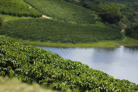 巴西咖啡农场的视图咖啡种植园咖啡食品工图片